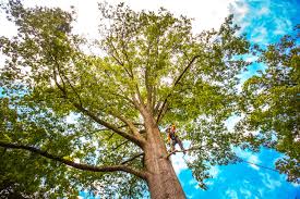 Tree and Shrub Care in Waldwick, NJ