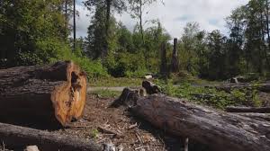 Best Storm Damage Tree Cleanup  in Waldwick, NJ