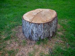 Best Tree Removal  in Waldwick, NJ