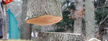 Best Tree Trimming and Pruning  in Waldwick, NJ