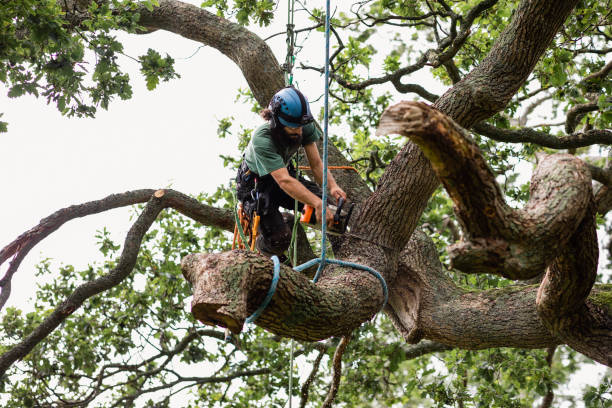 Best Emergency Tree Removal  in Waldwick, NJ