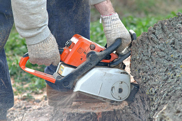 Best Palm Tree Trimming  in Waldwick, NJ