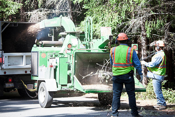 Best Tree Maintenance Programs  in Waldwick, NJ